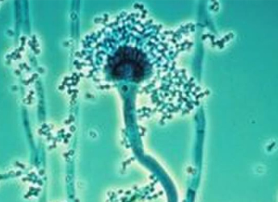 Encode Innovations LLP