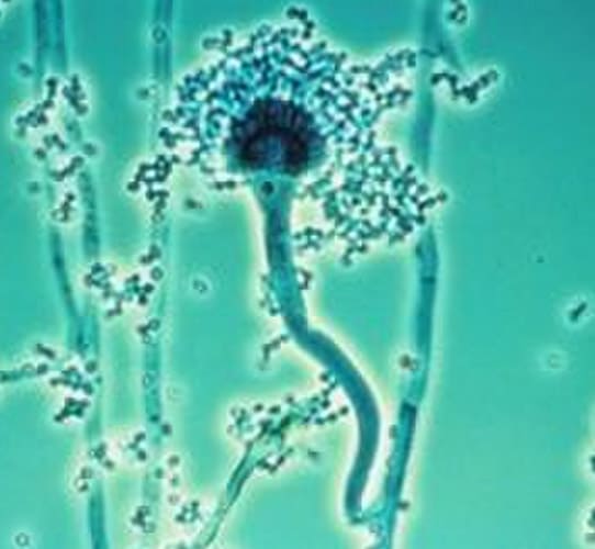 Encode Innovations LLP