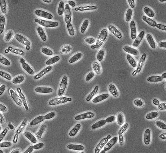 Encode Innovations LLP