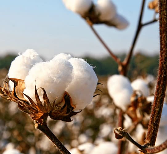 Encode Innovations LLP