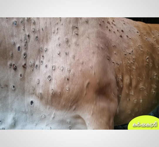 Encode Innovations LLP