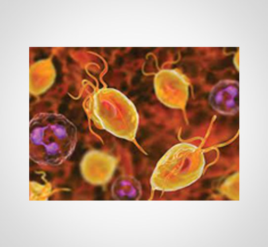 Encode Innovations LLP