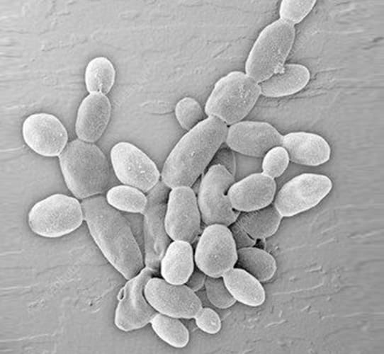 Encode Innovations LLP